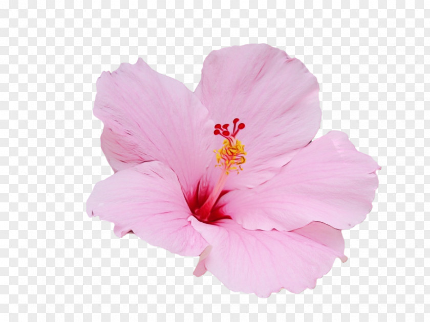 Mallow Family Plant Flower Hibiscus Flowering Petal Pink PNG