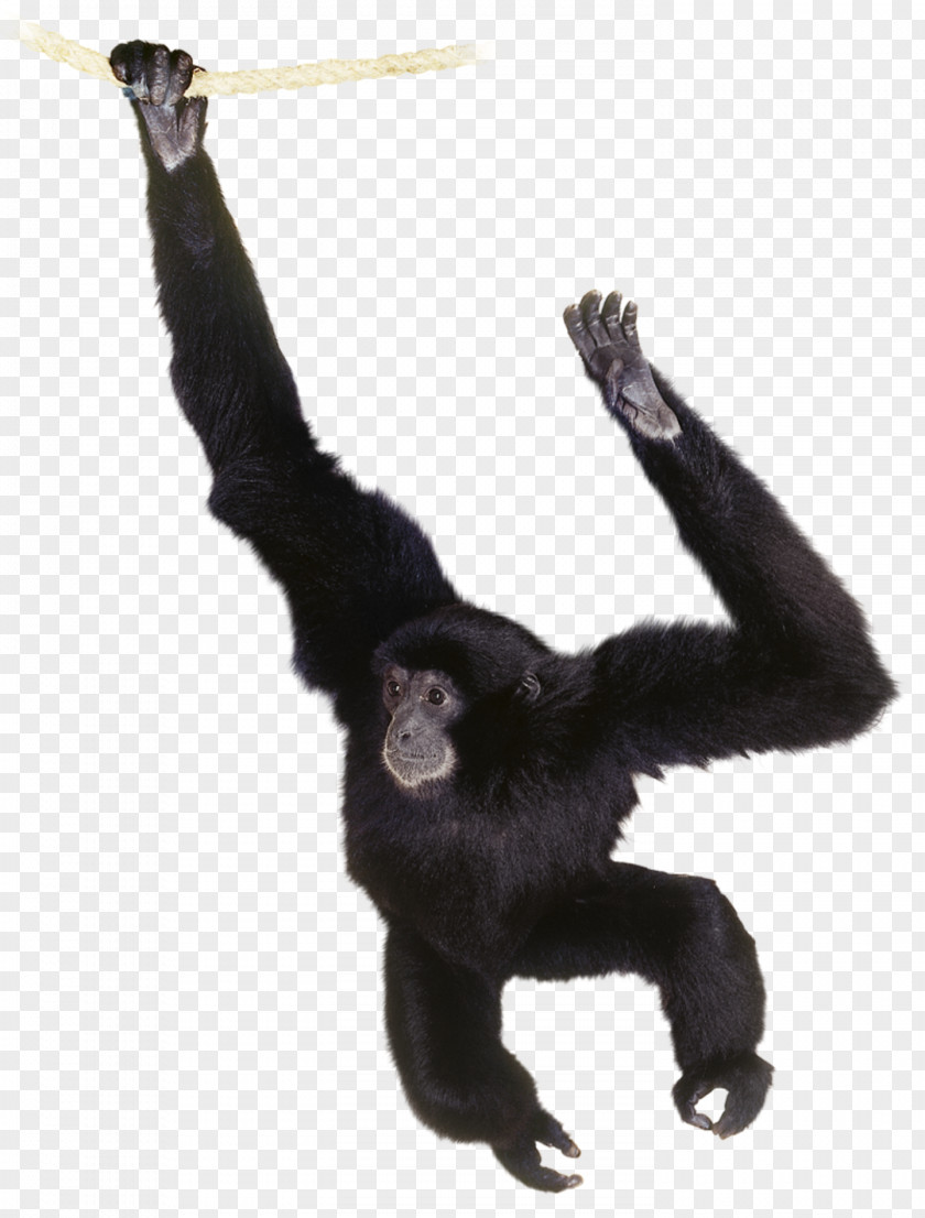 Orangutan Gorilla Common Chimpanzee Gibbon Primate PNG