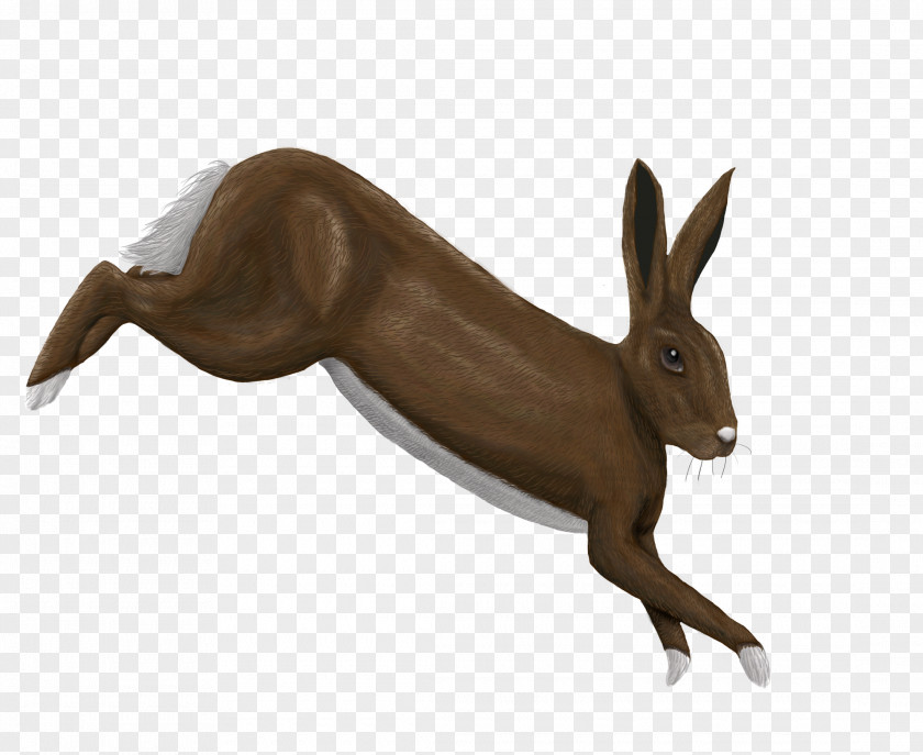 Rabbit Domestic Hare Wildlife Terrestrial Animal PNG