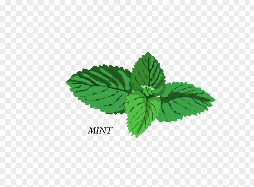 Vector Mint Tree Herb Basil Clip Art PNG