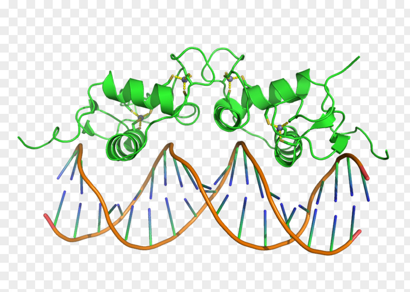 Dnabinding Protein DNA-binding Domain Winged-helix Transcription Factors Helix-turn-helix PNG