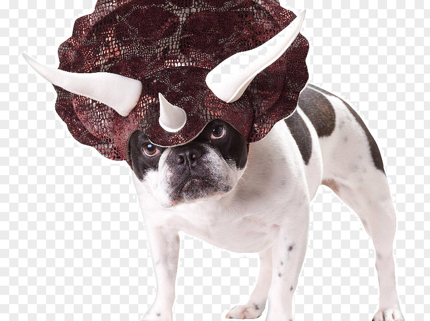 Dog Triceratops Halloween Costume Amazon.com PNG