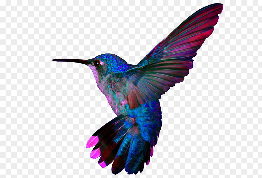 Flor Super Hummingbirds Pillow Google Hummingbird PNG