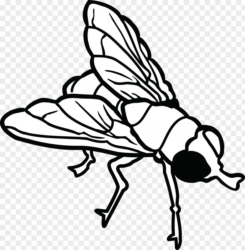 Insect Line Art Clip PNG