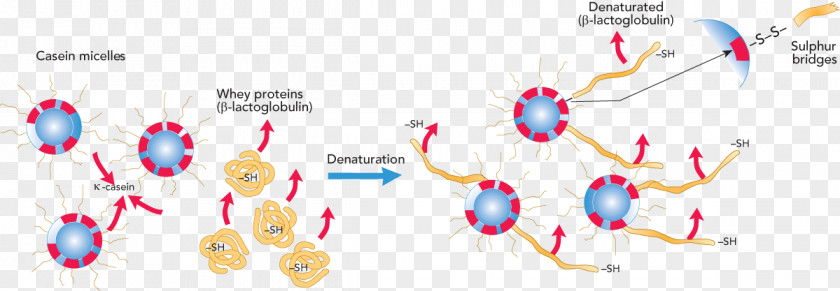 Milk Denaturation Whey Protein Casein PNG