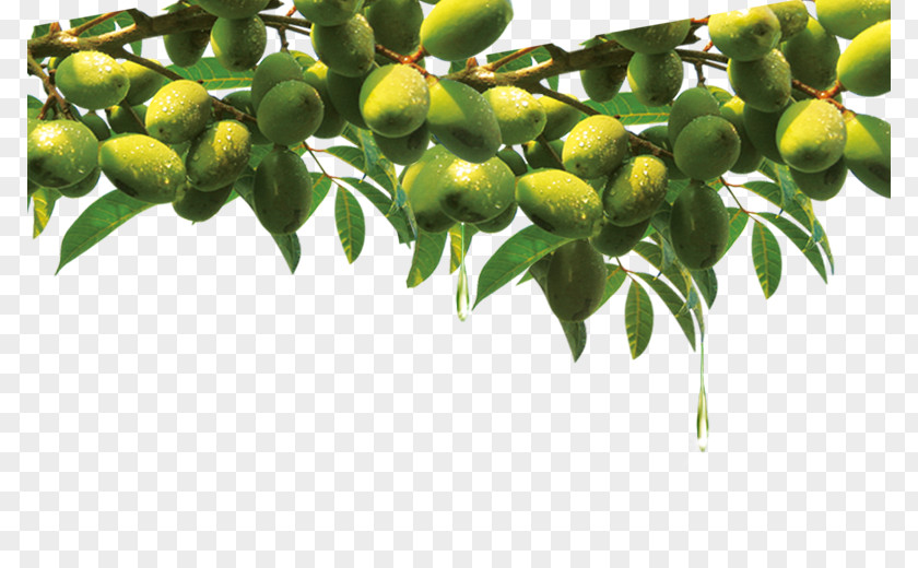 Olives Olive Oil Leaf PNG