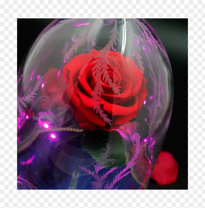 Rose Garden Roses Belle YouTube Pink PNG