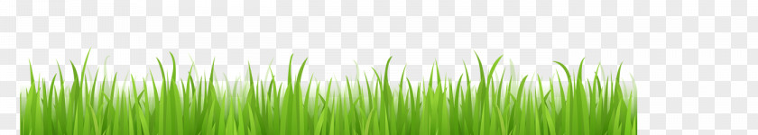 Sense Of Technology Wheatgrass Green Desktop Wallpaper Leaf Plant Stem PNG