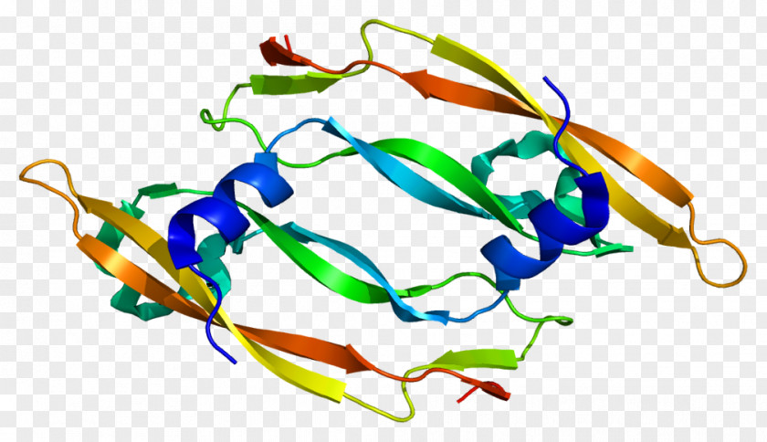 Vascular Endothelial Growth Factor B Keratinocyte PNG