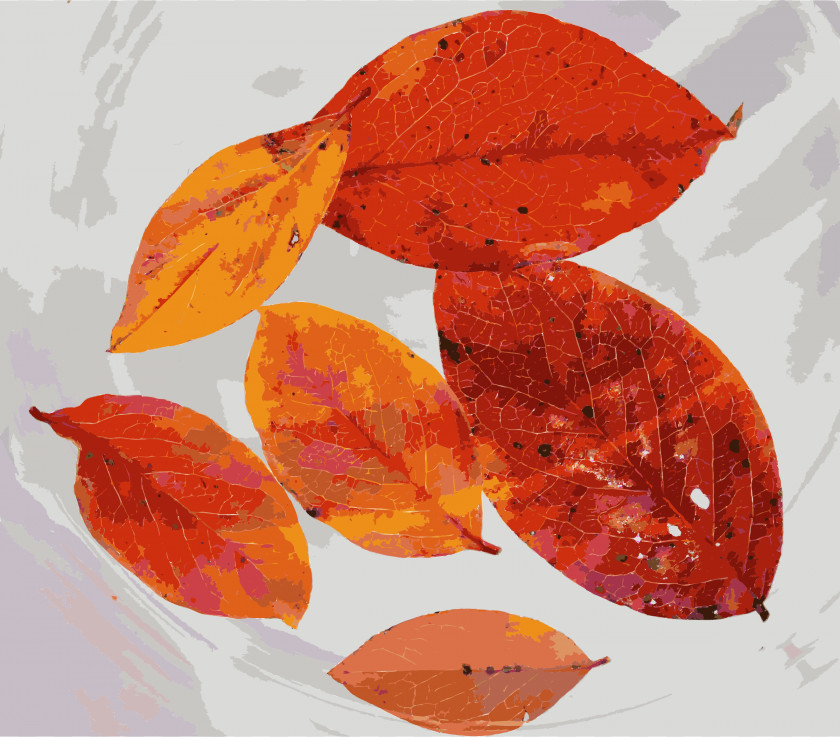 Autumn Leaves Leaf Color Tree PNG