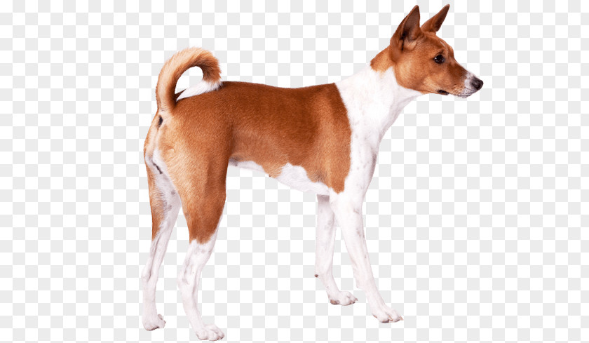 Basenji English Foxhound Plummer Terrier Tenterfield Dog Breed PNG