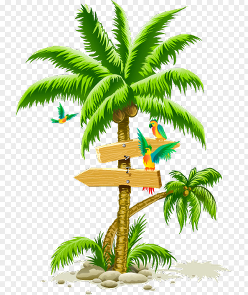 Coconut Arecaceae Tree PNG