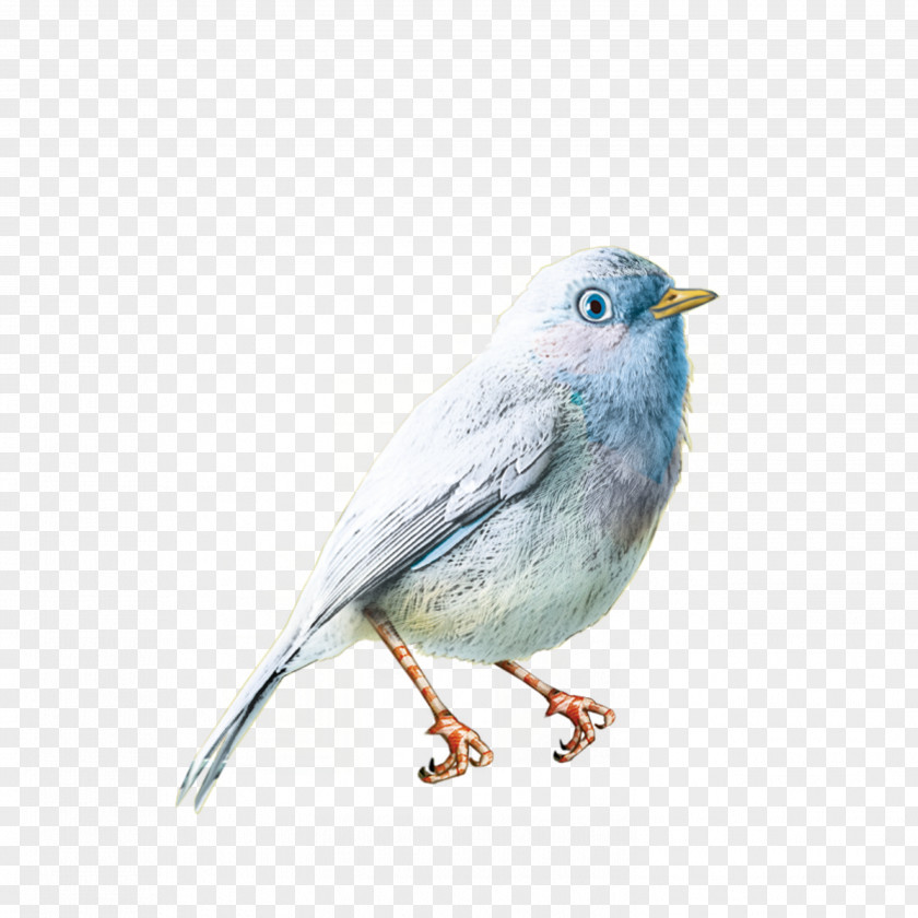 Cute Little Birds Bird Photography Clip Art PNG