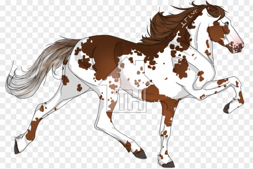 Mustang Mane Foal Stallion Colt PNG