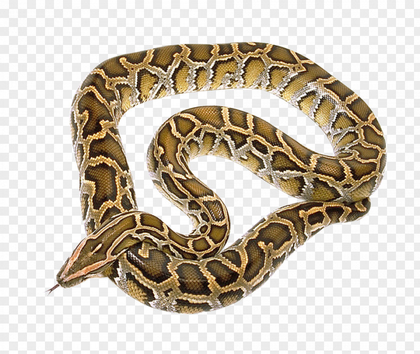 Snake Python PNG
