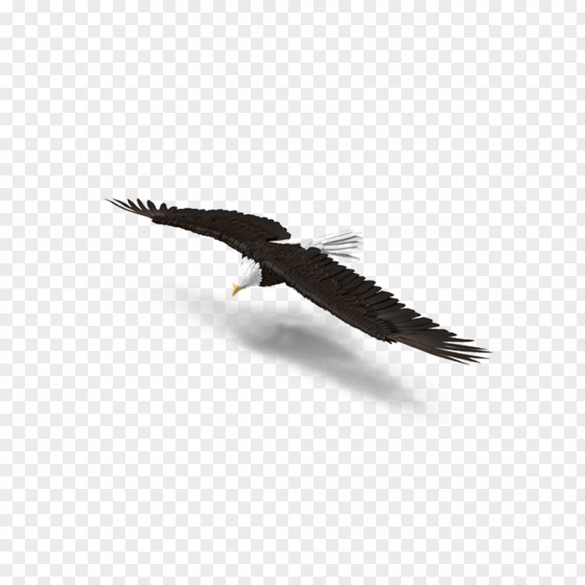 Bald Eagle Turning Bird Hair Loss Clip Art PNG