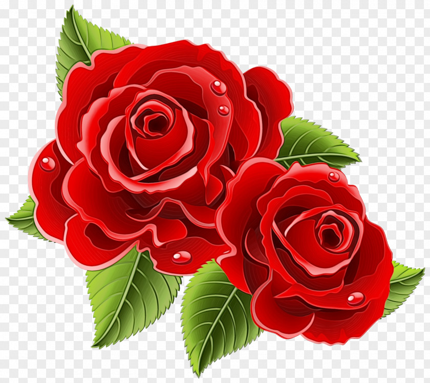 Cut Flowers Petal Garden Roses PNG