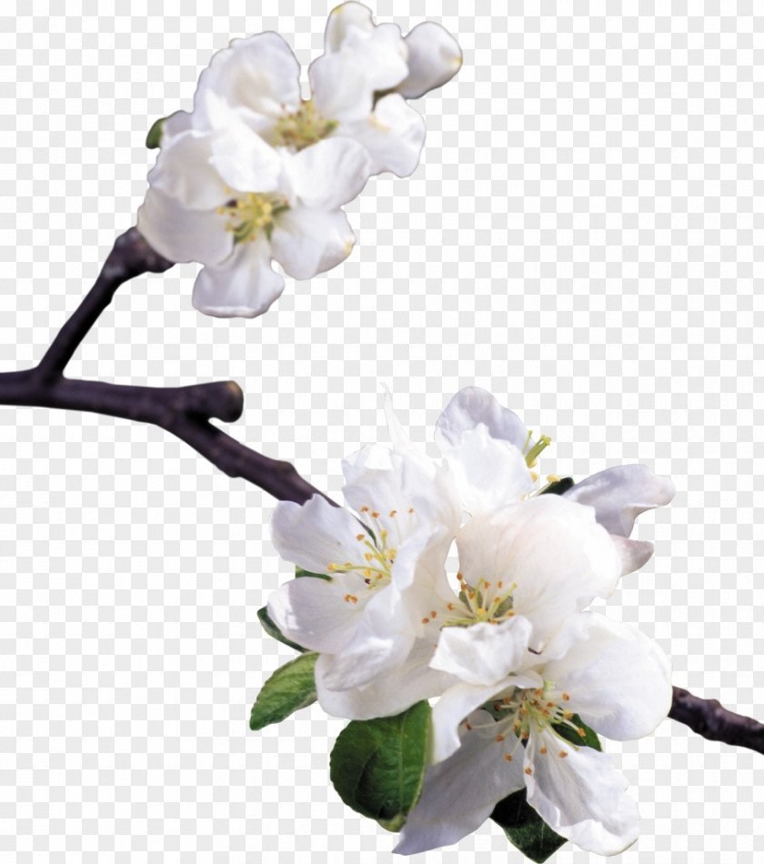 Flower Floral Design Blossom Apples PNG