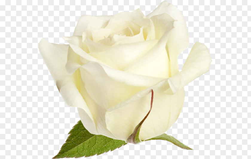 Gardenia Rose Order Flowers Background PNG
