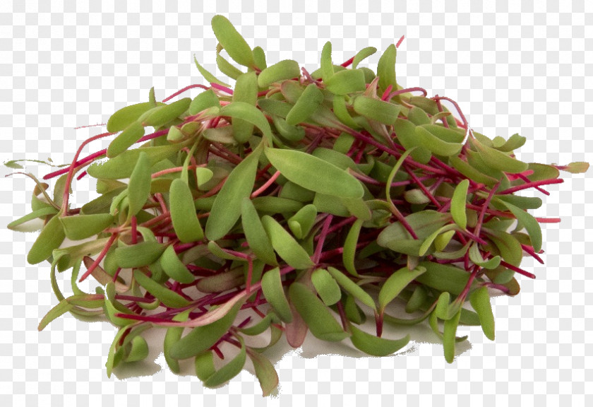 Perennial Plant Ingredient Flower Alfalfa Sprouts Vegetable Food PNG