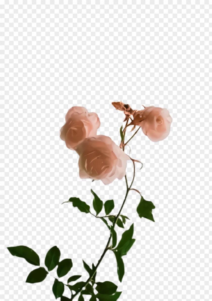 Plant Stem Flowering Rose PNG