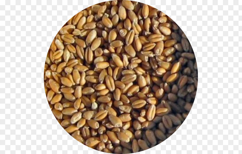 Wheat Seeds Cereal Germ Whole Grain Spelt Seed PNG