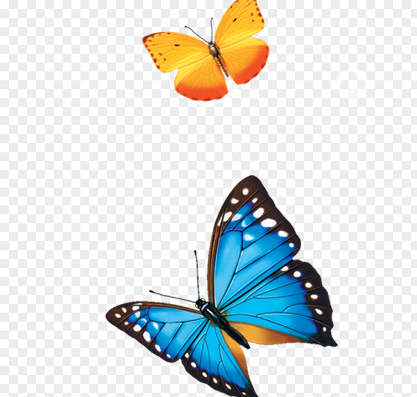 Butterfly Drawing PNG