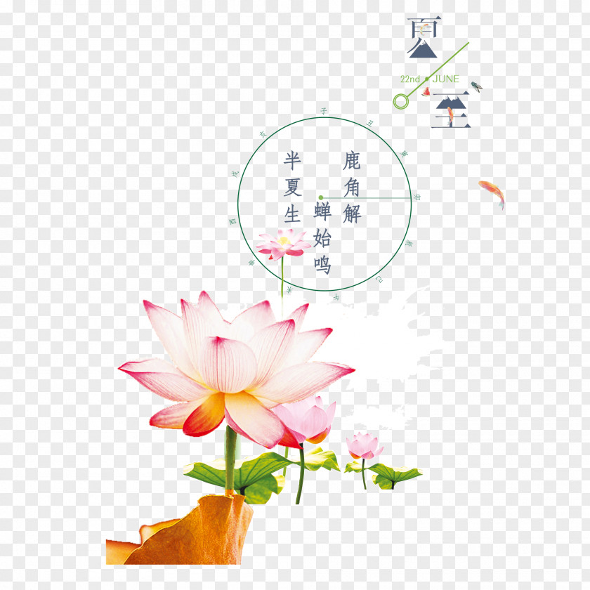 Diez Sacred Lotus Image Download PNG