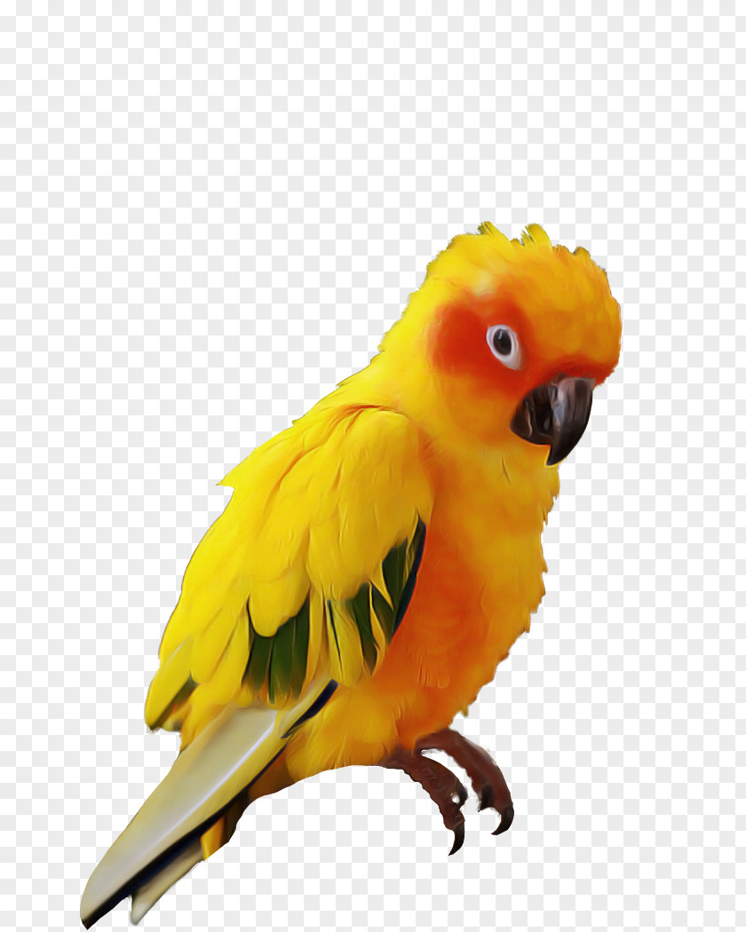 Feather Lovebird PNG