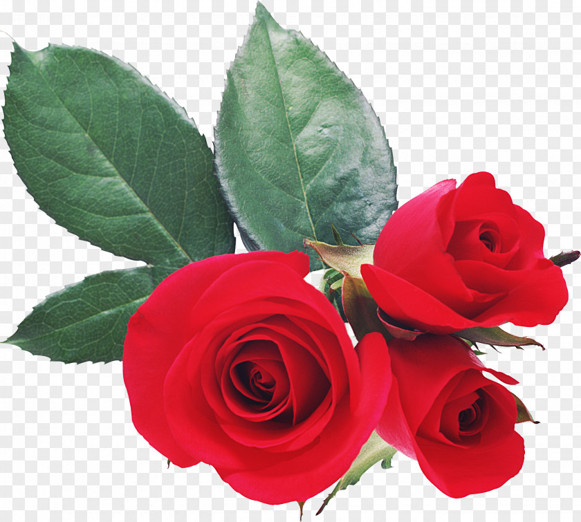 Rose Love Valentine's Day Romance Desktop Wallpaper PNG