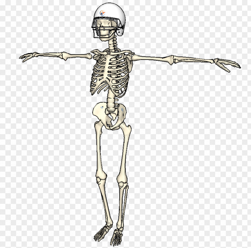 Skeleton Homo Sapiens Shoulder Figurine PNG