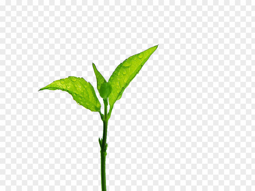 Small Green Buds And Water Droplets Tea Leaf Grading Branch PNG