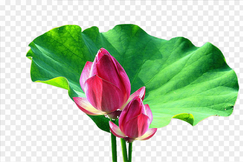 Two Lotus Bud Picture Material Nelumbo Nucifera Leaf Flower PNG