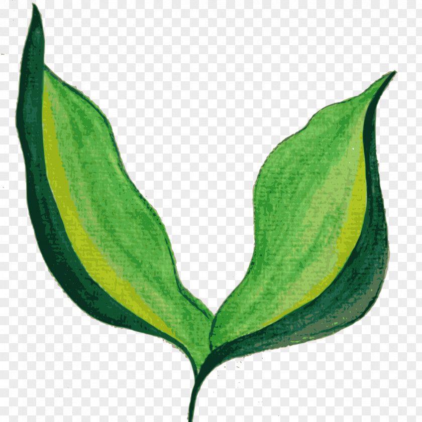 Watercolor Leaves Leaf Painting PNG