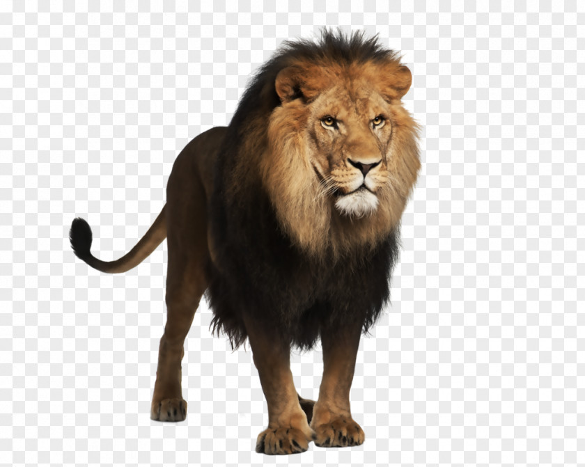 Yellow Terror Lion Felidae Macintosh Clip Art PNG