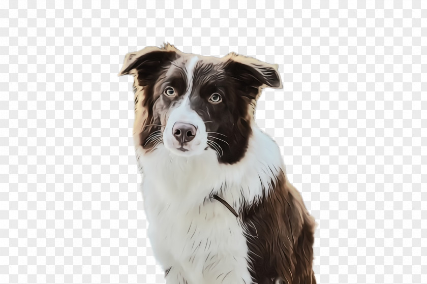 Australian Shepherd Companion Dog Border Collie PNG