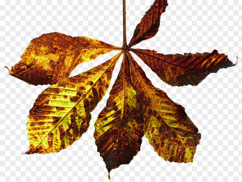 Autumn Leaves Photography Leaf PNG