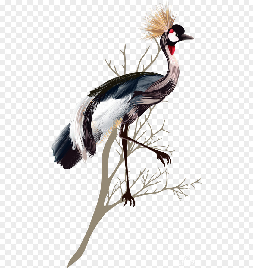 Crane Bird Feather PNG
