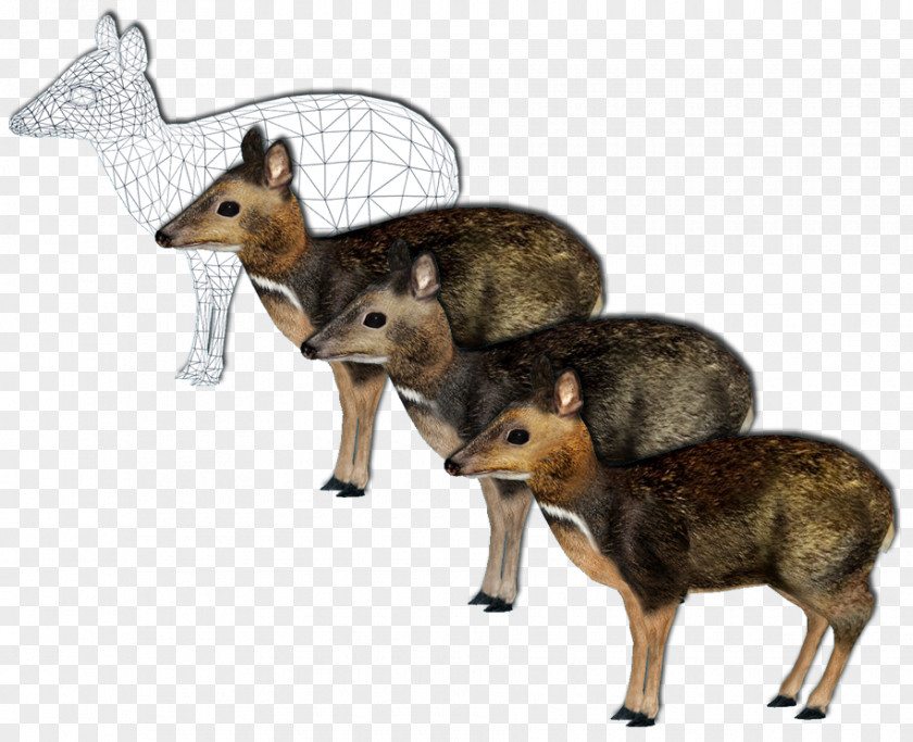 Deer Jackal Philippine Mouse-deer Zoo Tycoon 2: Marine Mania Giraffe PNG