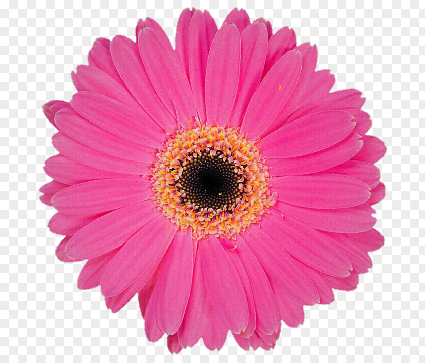 Gerbera Transvaal Daisy Stock Photography Flower PNG