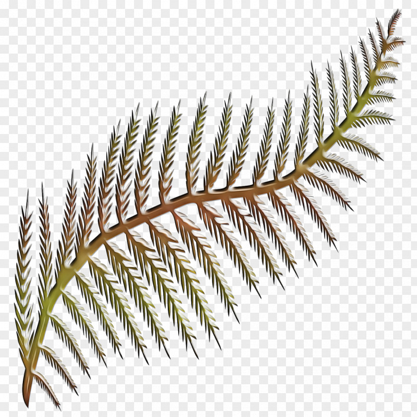 Pine Family Gnetae Fern PNG