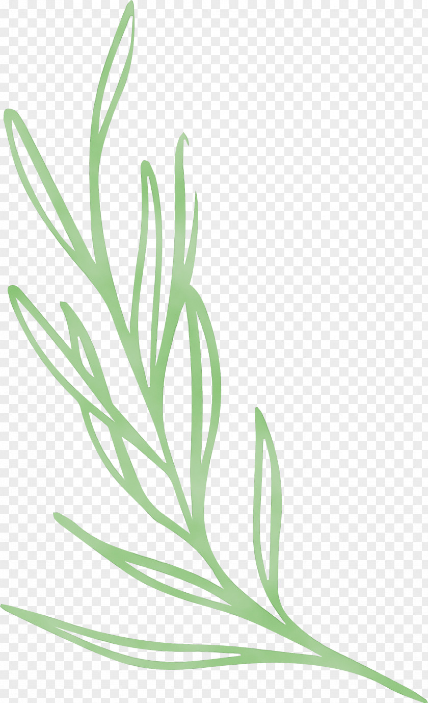 Plant Stem Leaf Grasses Vegetable Flower PNG
