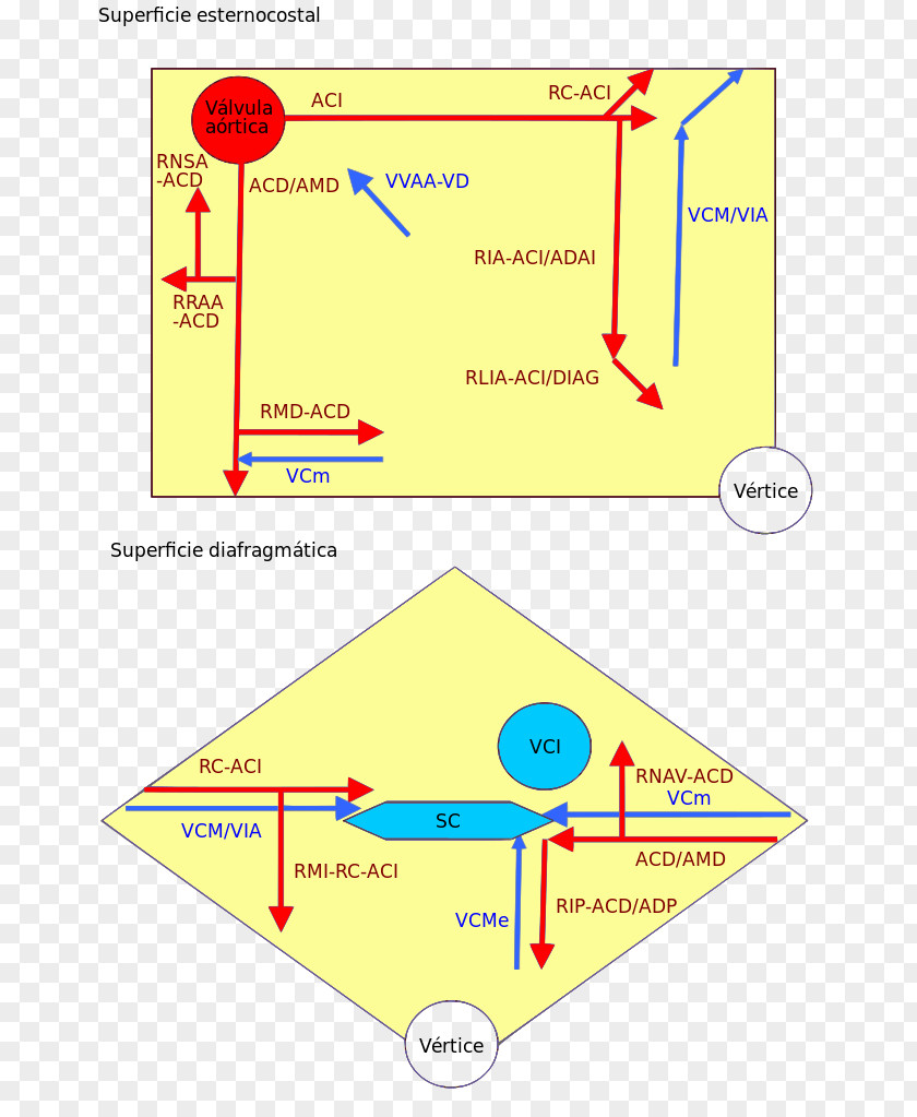 Heart Coronary Circulation Right Artery Arteries Left PNG