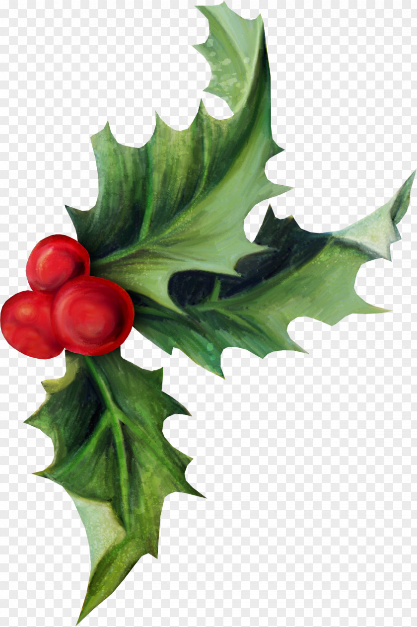 HOLLY Common Holly Christmas Aquifoliales Ilex Crenata PNG