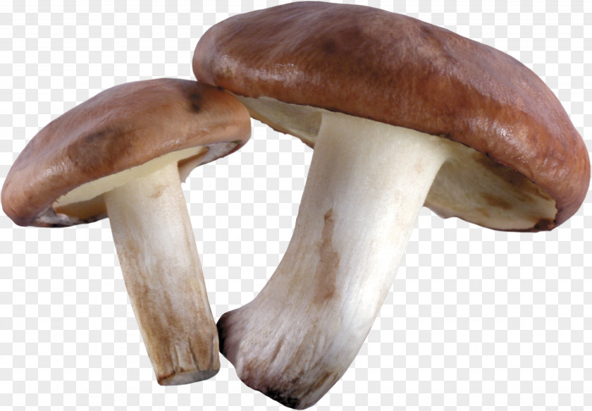 Mushrooms Riyadh Pleurotus Eryngii Car Gulf Cooperation Council Indonesian PNG