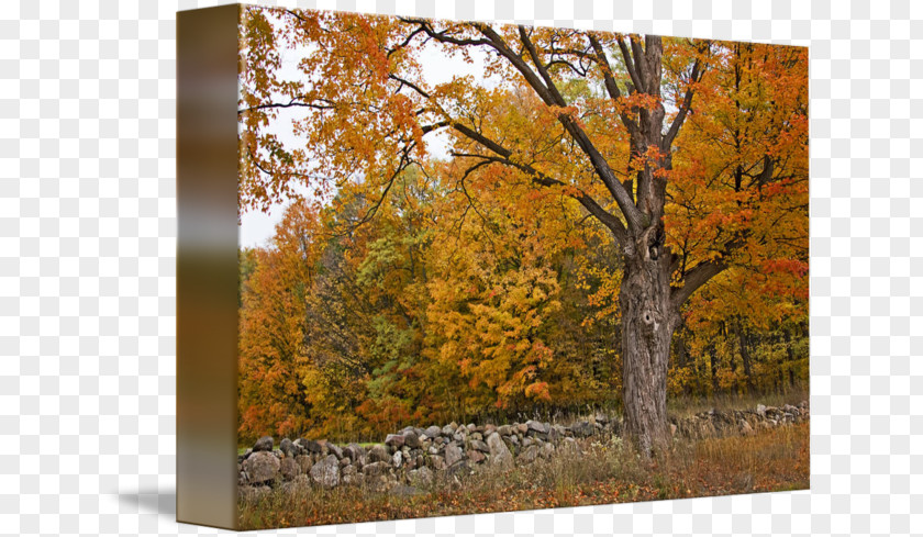 Stone Fence Wall Temperate Broadleaf And Mixed Forest Autumn Gallery Wrap Canvas PNG