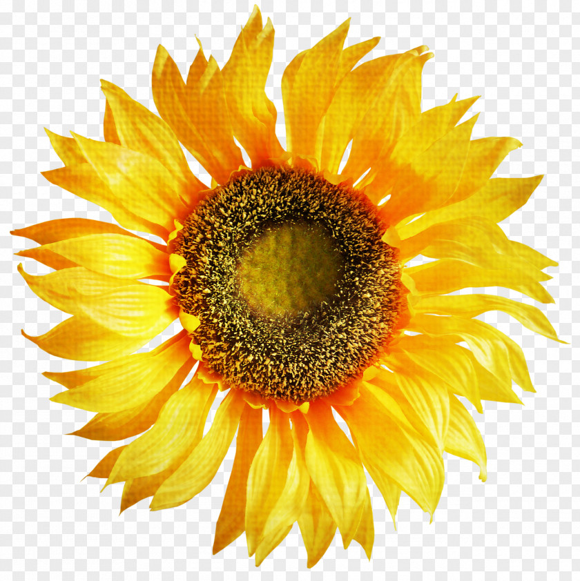 Sunflower Common Stock Photography Stock.xchng PNG
