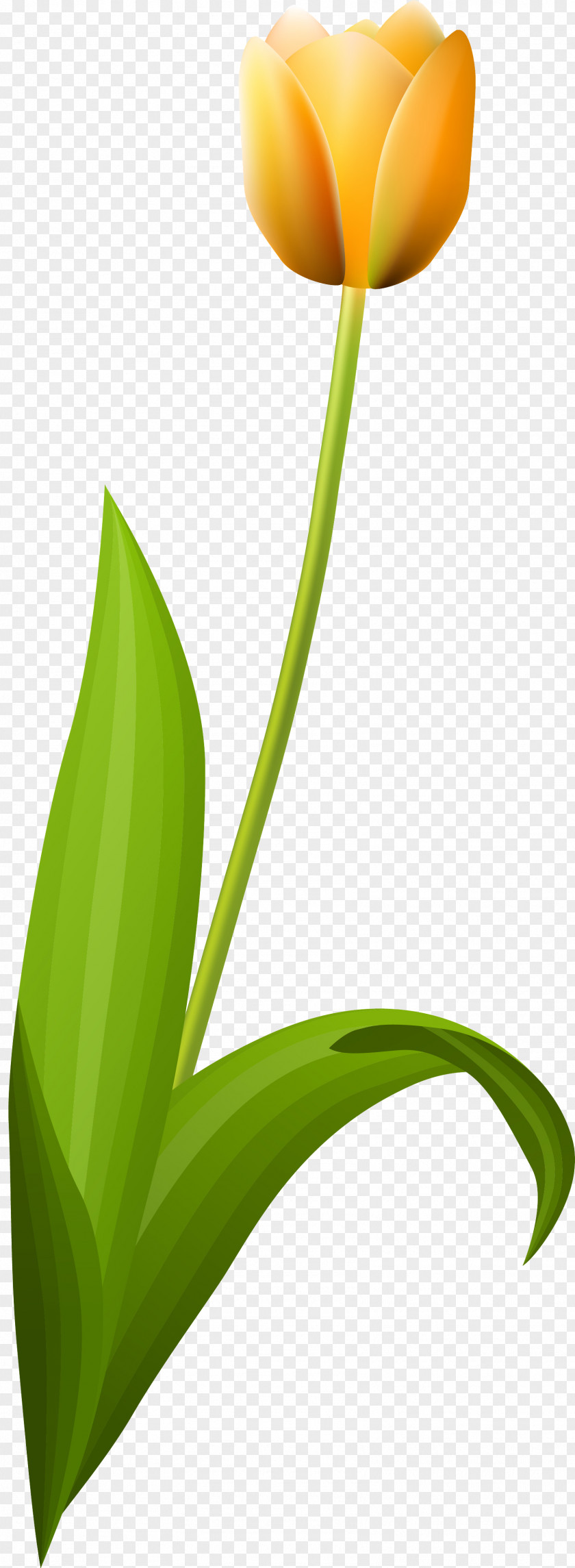 123 Tulip Desktop Wallpaper Petal Plant Stem Leaf PNG