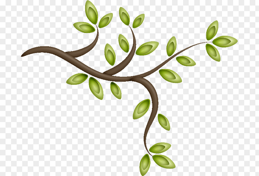Arboles Tree Picture Frames Branch Plant Leaf PNG