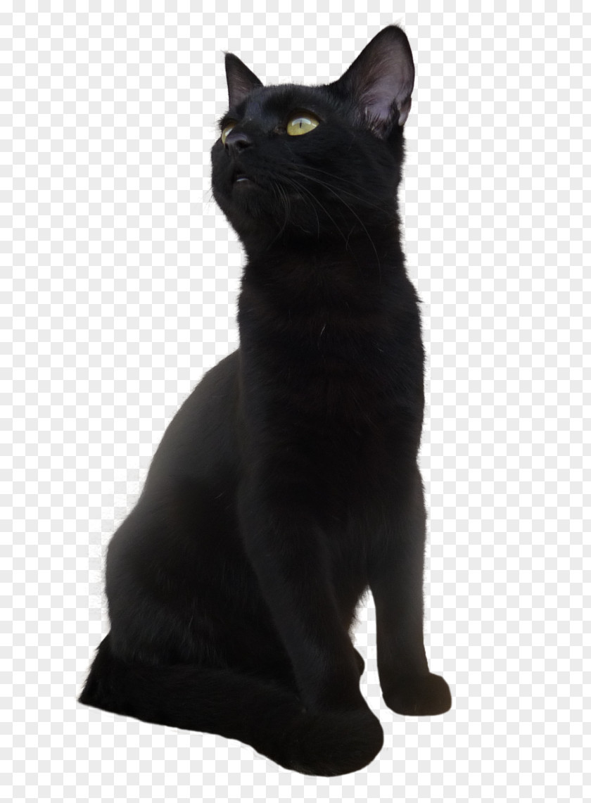 Cat Cute Bombay Black Kitten PNG